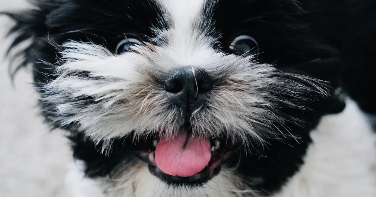 Primera vez en la peluquería: cómo preparar a tu perro | Peluditos Peluquería Canina