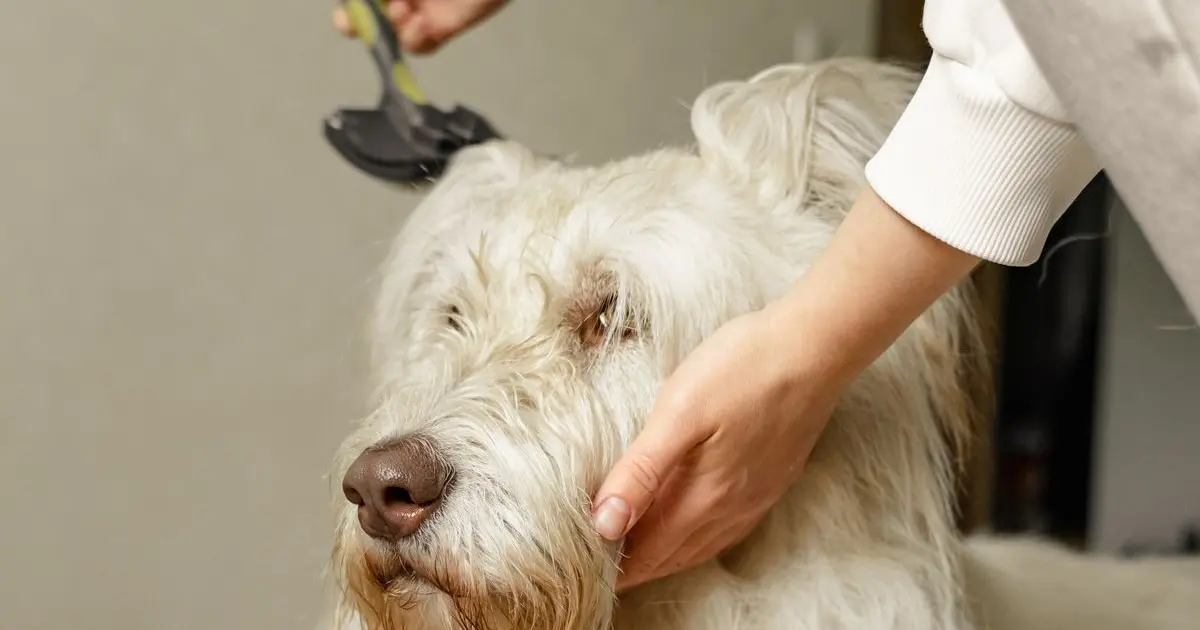 Cómo cuidar el pelo de tu perro entre un turno y otro | Peluditos Peluquería Canina