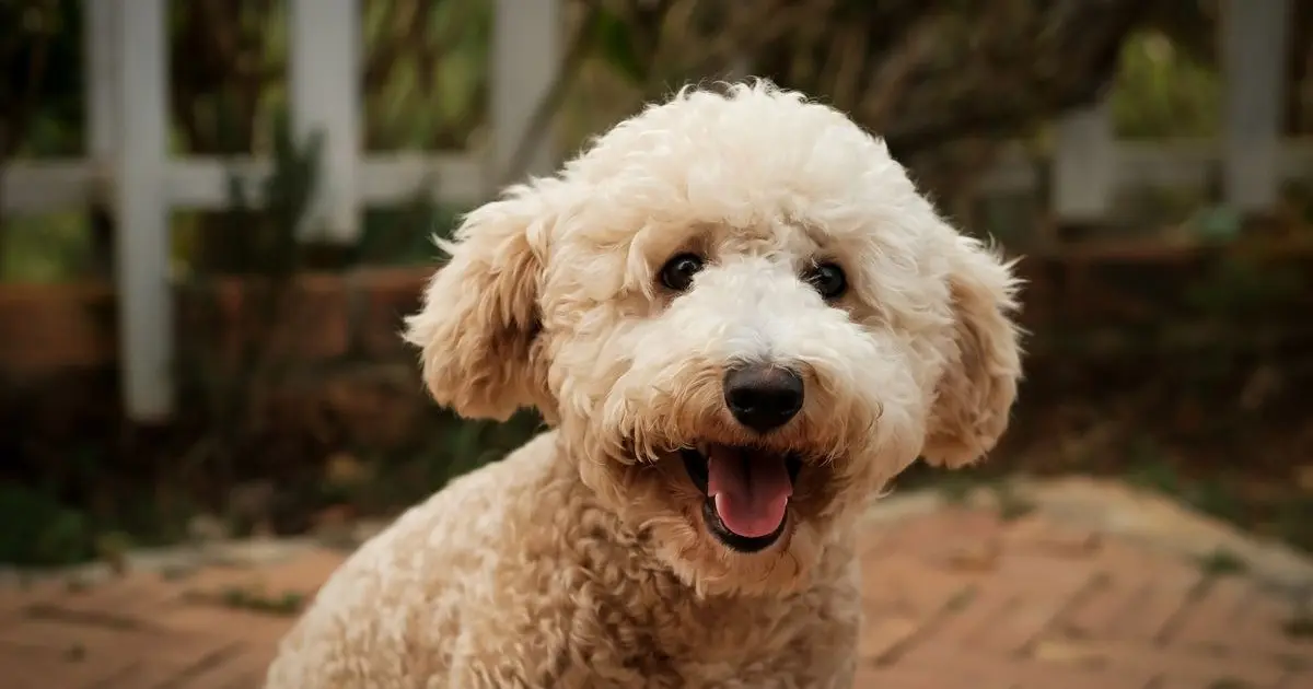 Calor y humedad en Misiones: cómo cuidar el pelo de tu perro | Peluditos Peluquería Canina