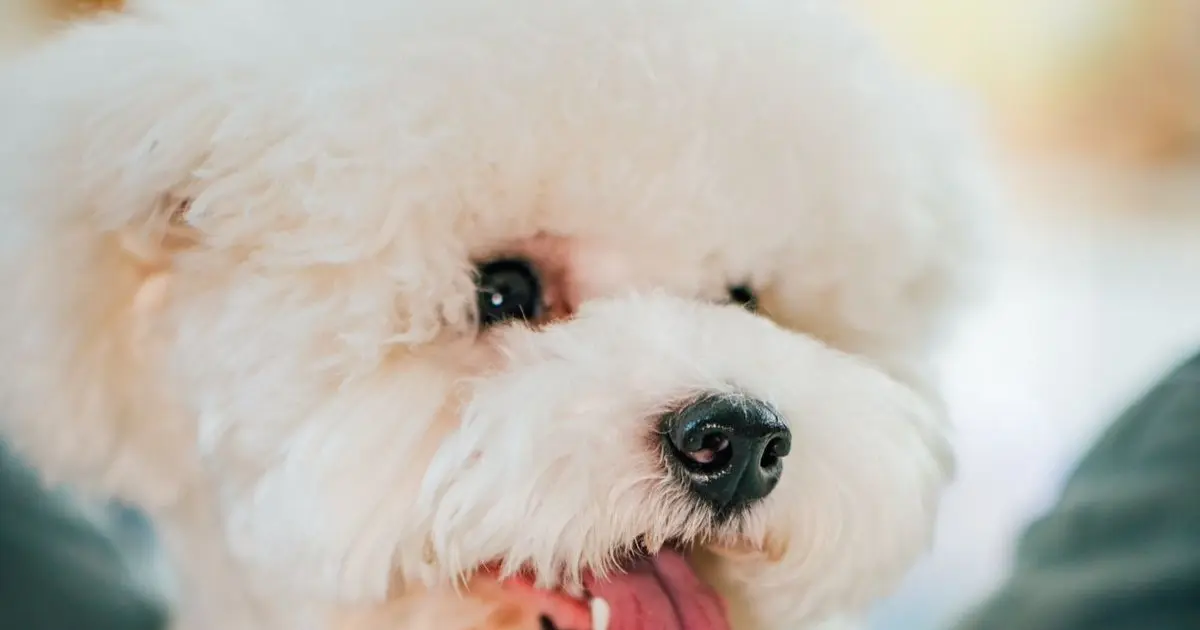 ¿Cada cuánto conviene bañar a tu perro? | Peluditos Peluquería Canina
