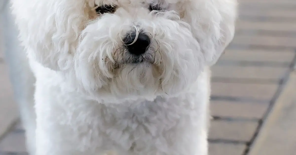 Uñas largas: señales de que tu perro necesita un corte | Peluditos Peluquería Canina