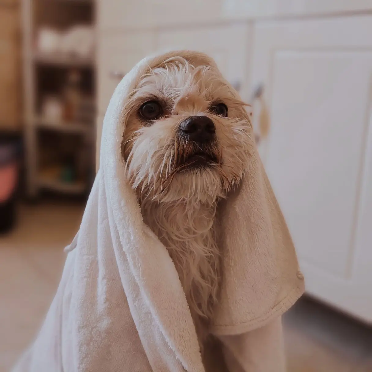 Baño | Peluditos Peluquería Canina