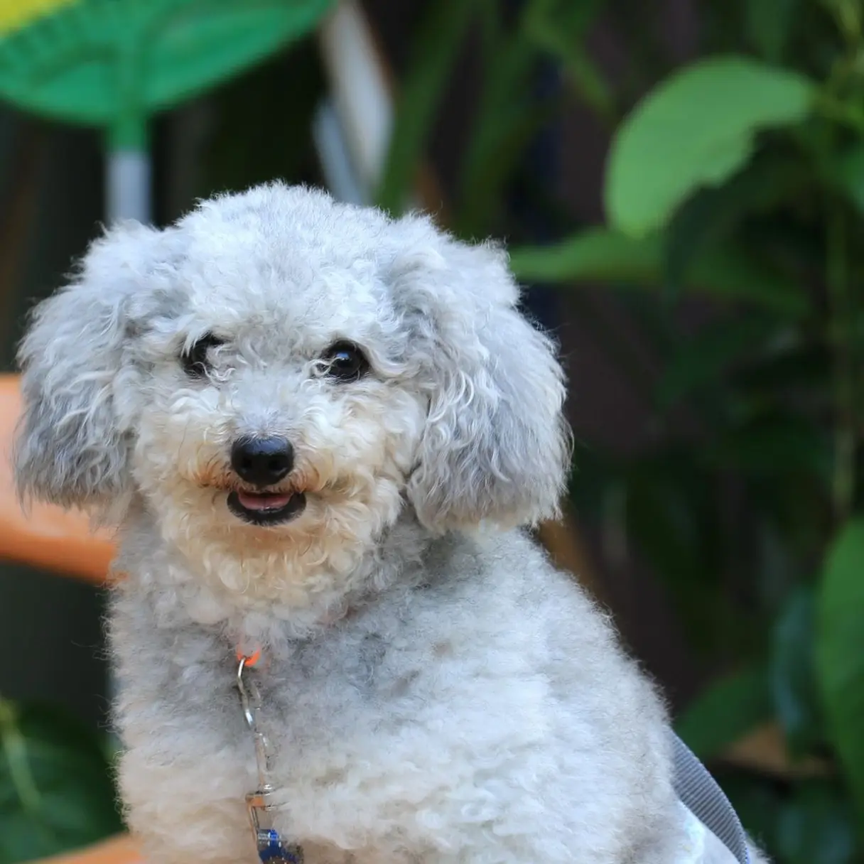 Baño y corte | Peluditos Peluquería Canina