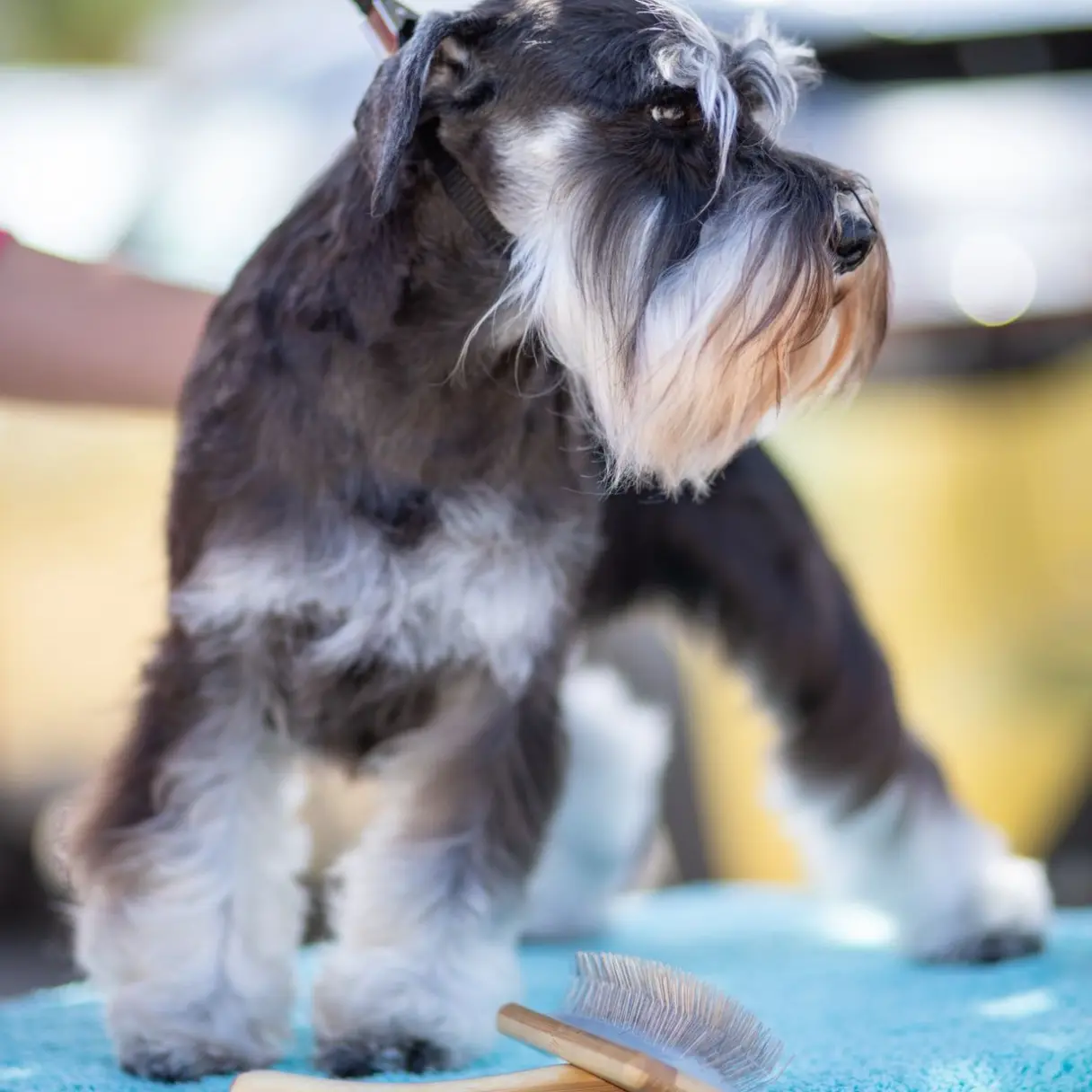 Corte higiénico | Peluditos Peluquería Canina