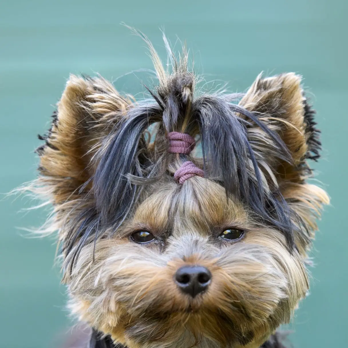 Carita | Peluditos Peluquería Canina
