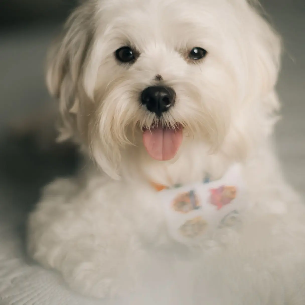 Huellitas | Peluditos Peluquería Canina