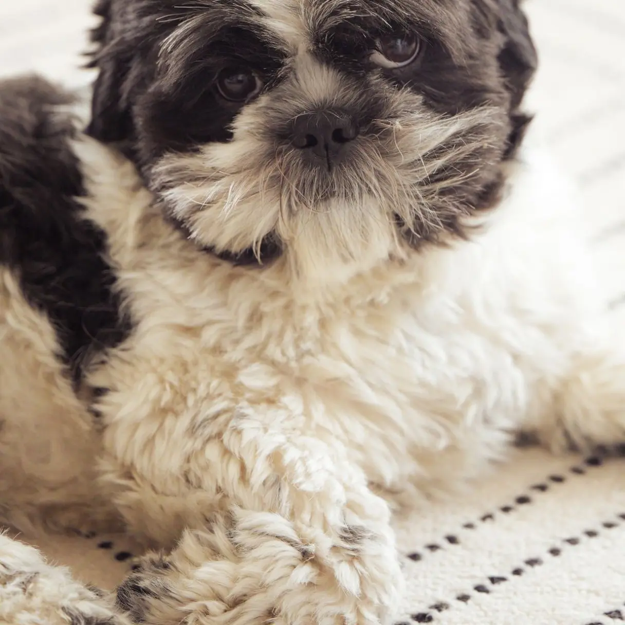 Corte de uñas | Peluditos Peluquería Canina