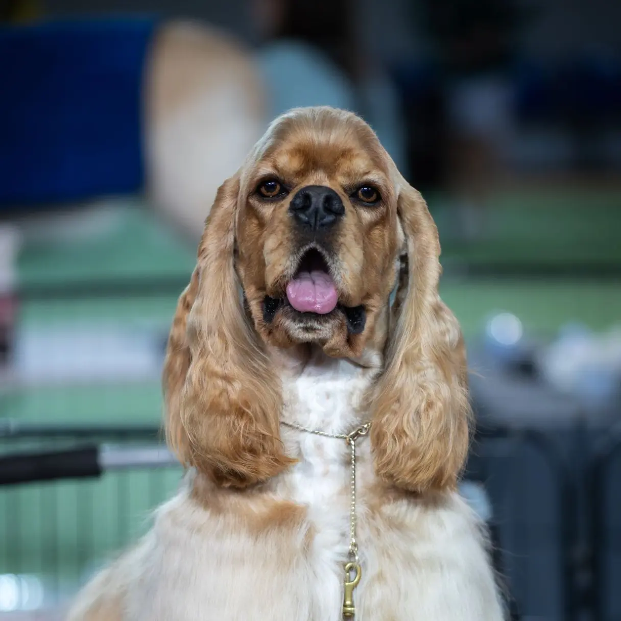 Limpieza de oídos | Peluditos Peluquería Canina