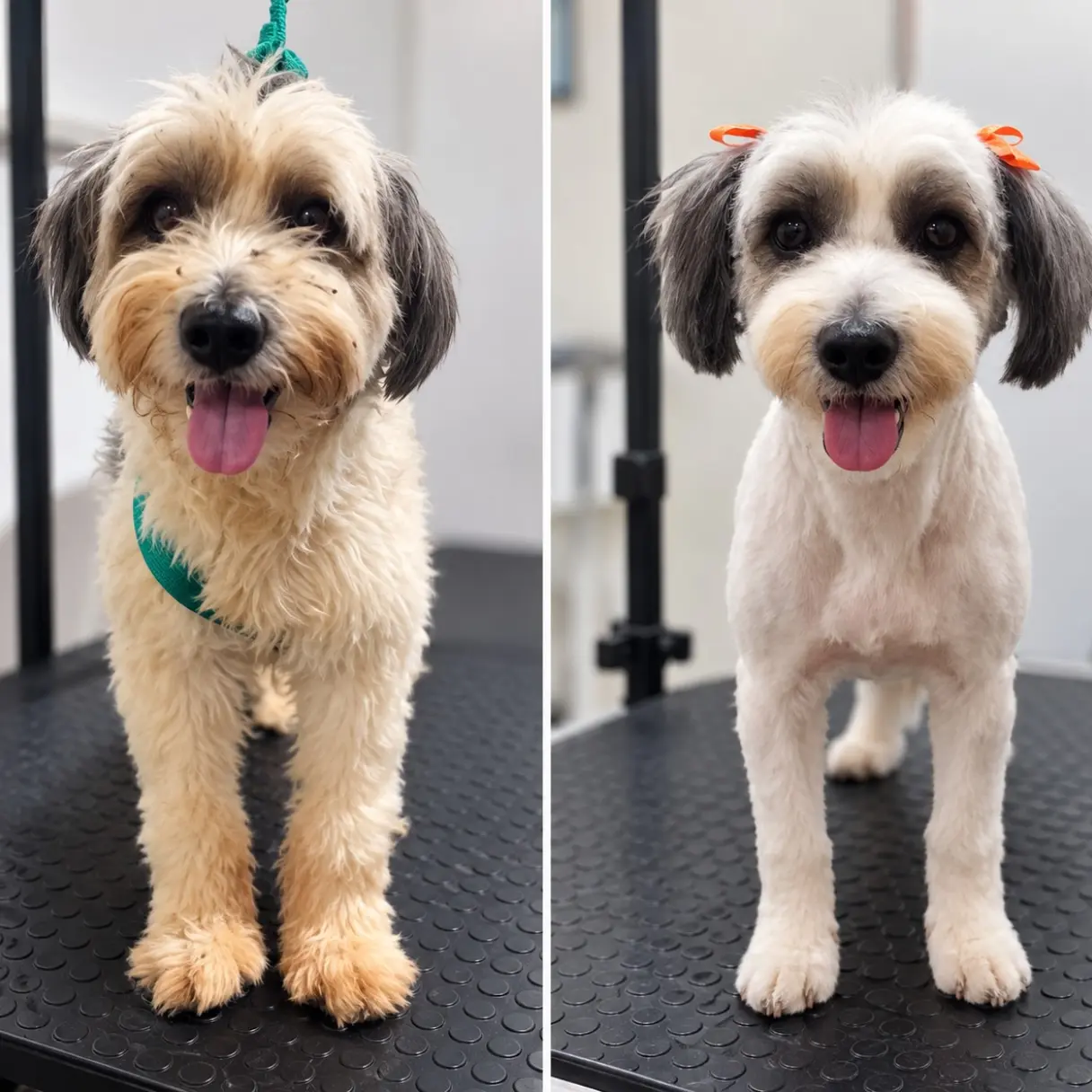 Carita nueva, con paciencia y amor | Peluditos Peluquería Canina