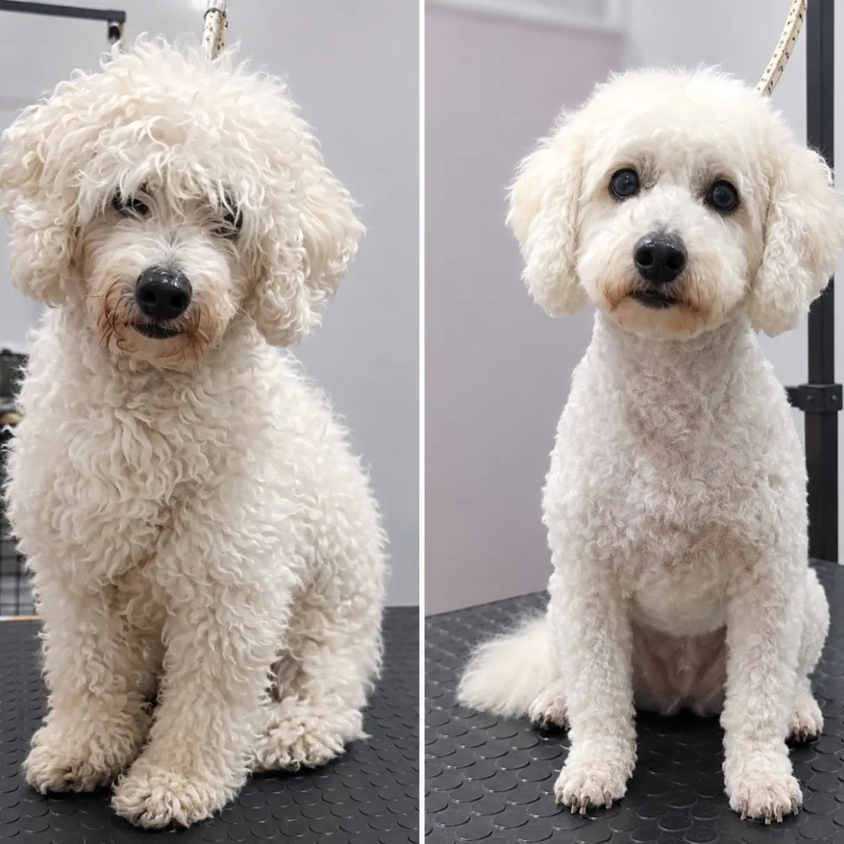 Los rulos en orden y los ojos a la vista | Peluditos Peluquería Canina