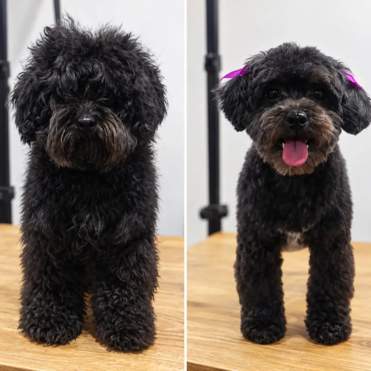 Ahora se le ven los ojos | Peluditos Peluquería Canina